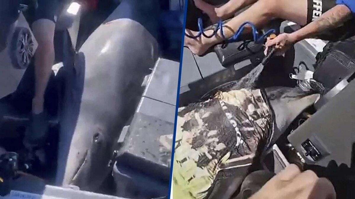 Dolphin Rescue After Falling on Fishing Boat