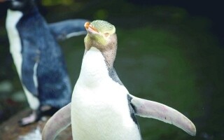Желто-глазый пингвин Данидина выигрывает награду за лучший вид птиц