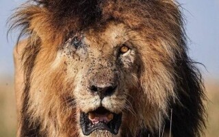 New Zealand Zoo Euthanizes Lions Due to Lack of Funding