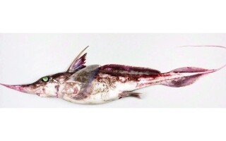 Новый вид призрачной акулы обнаружен в Новой Зеландии