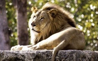 新西兰五只狮子被投资者从安乐死中救出