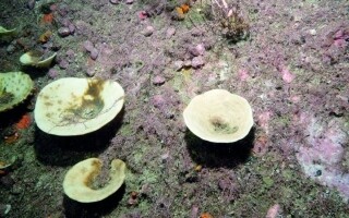 Историческое событие отбеливания губок в Новой Зеландии